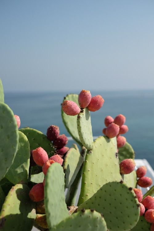 PRICKLY PEAR OIL